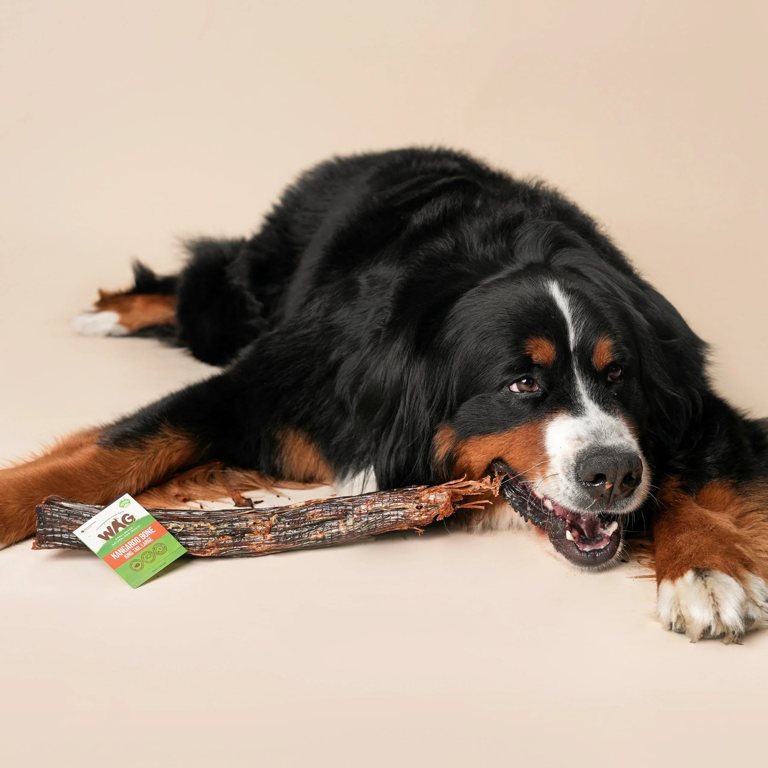 🦴 Treats, Toys & Tail Wags: Inside the World of Pet Supplies