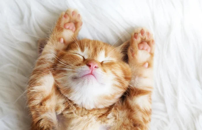 Paw-sentials: What Every Pet Owner Should Have