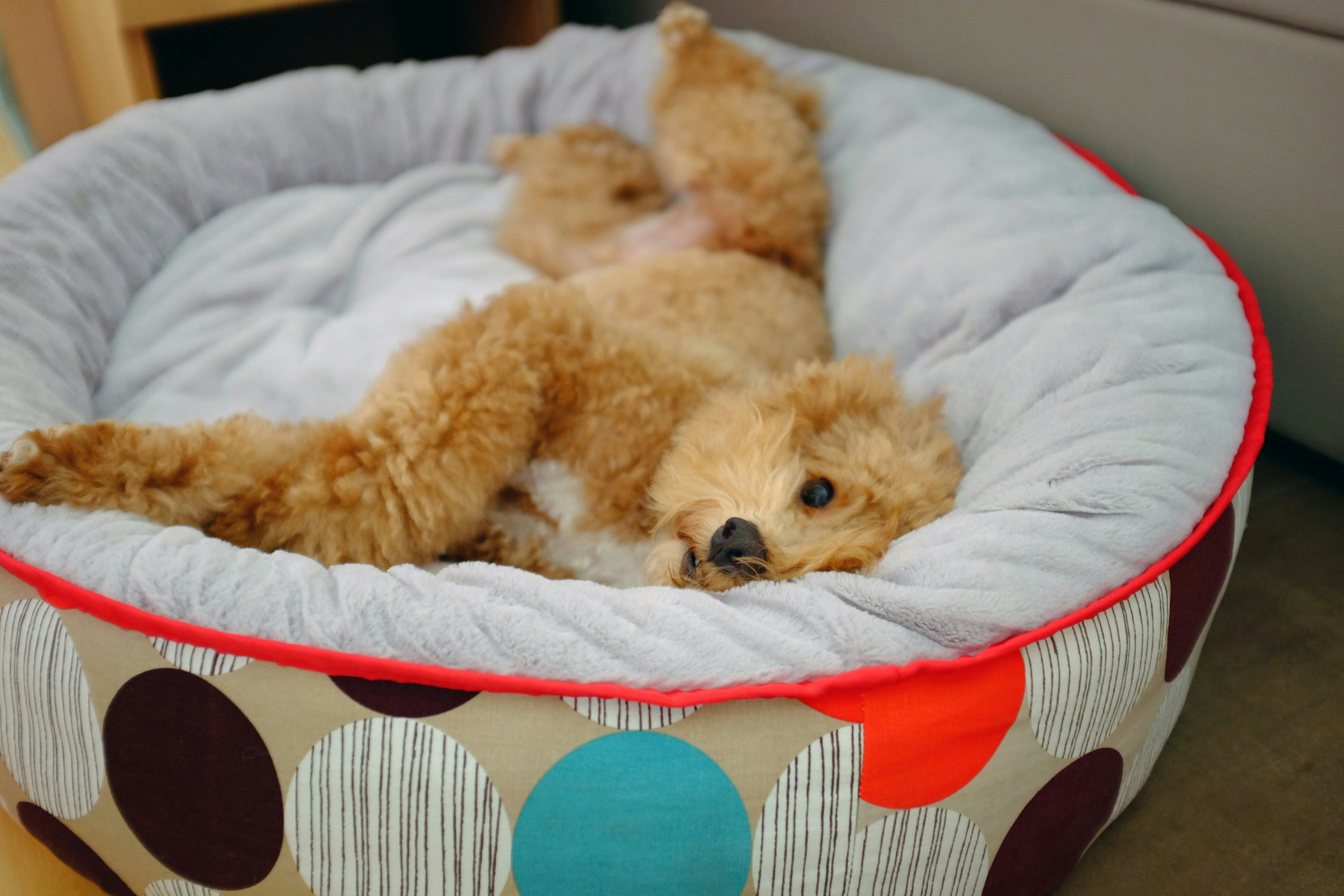 Dog Beds (Standard / Orthopedic)