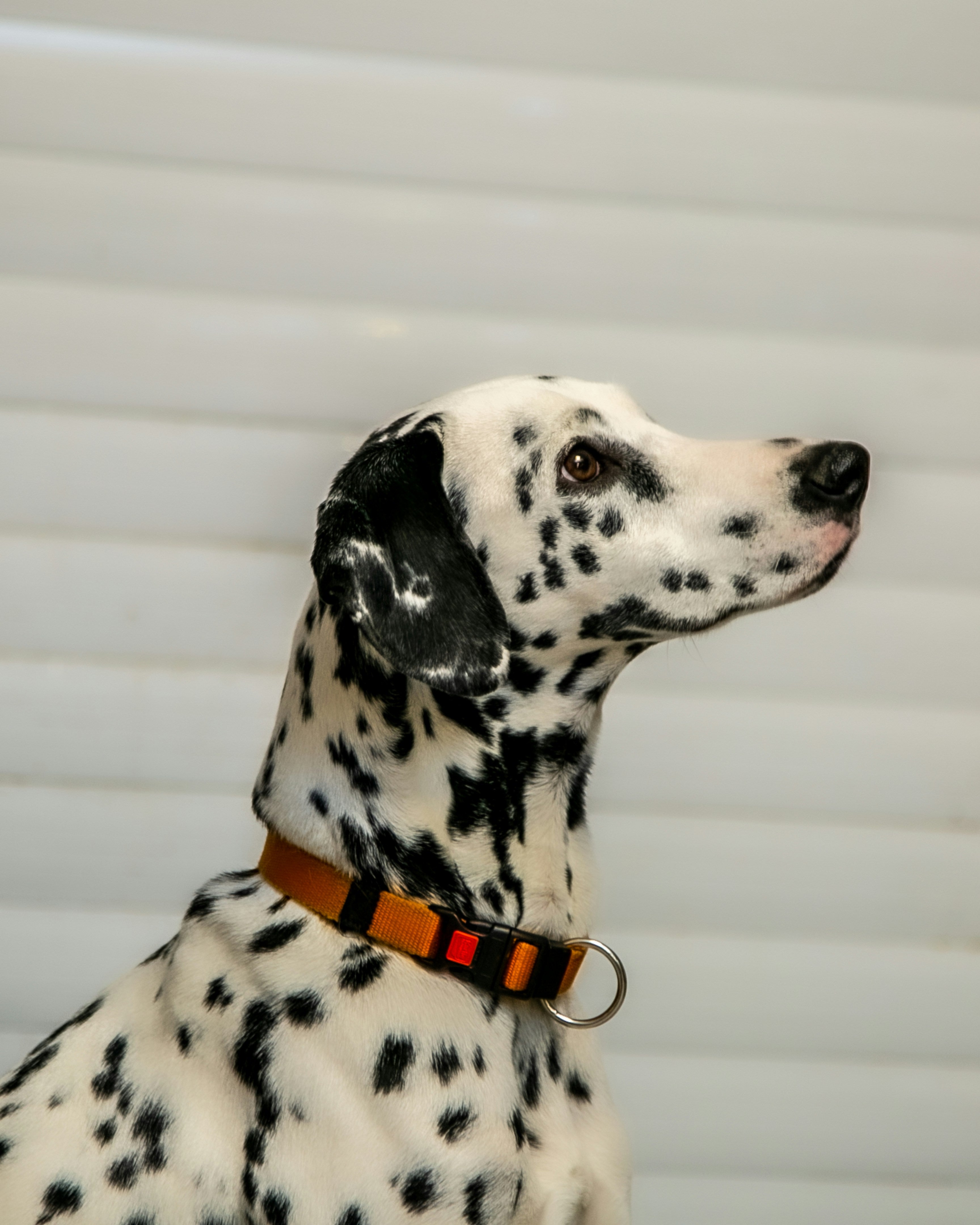 Collars
