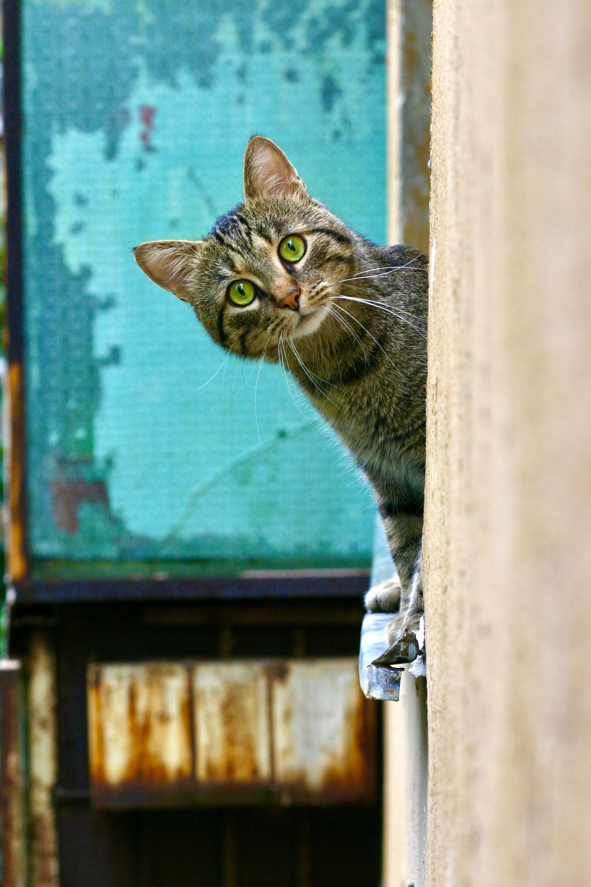 Cat Supplies
