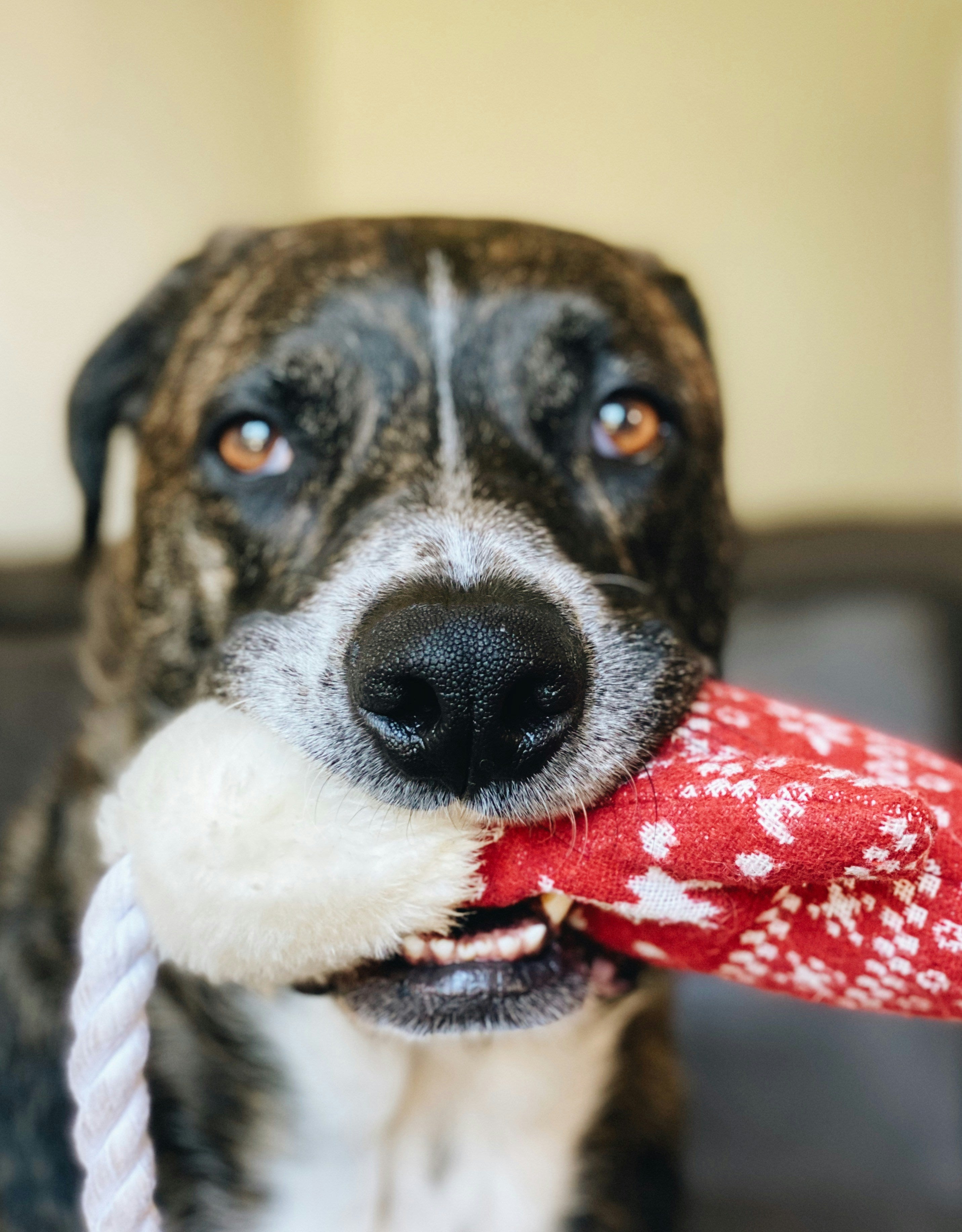 Chew & Tug Toys