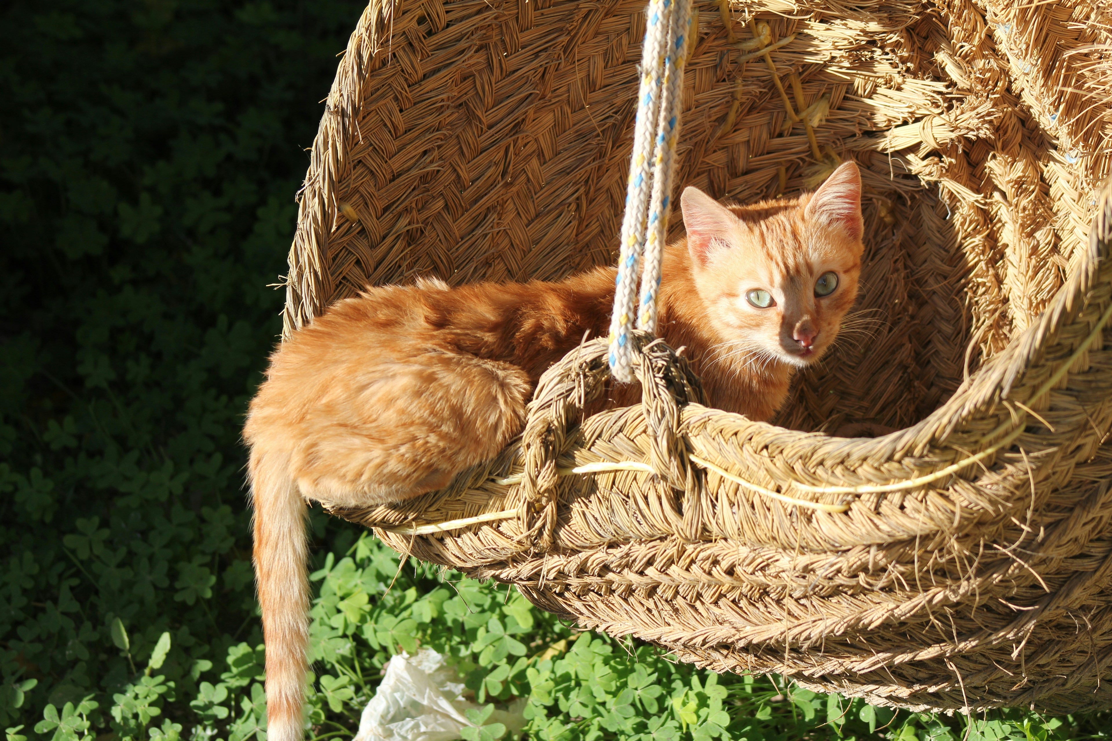 Cat Hammocks