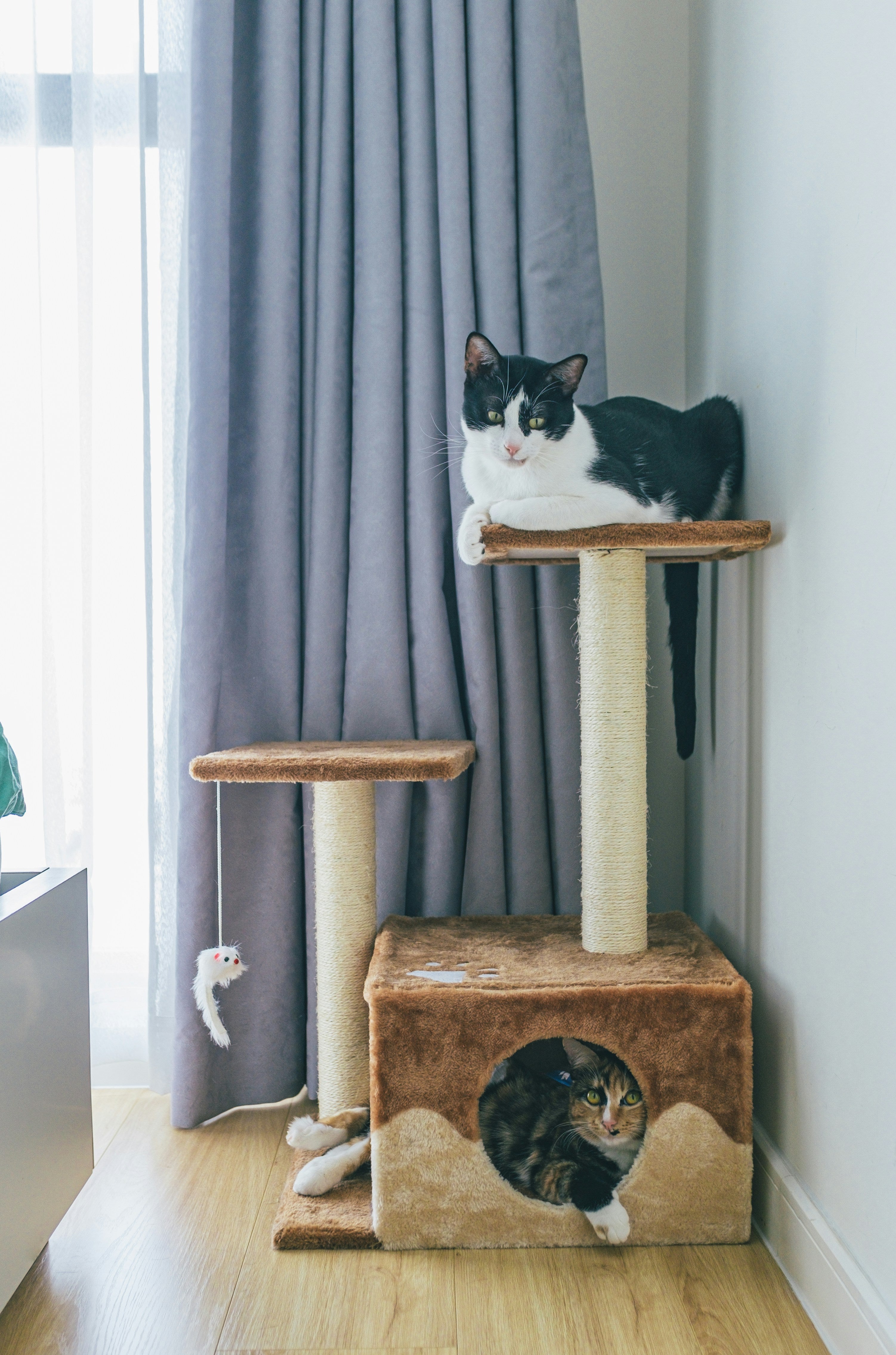 Cat Trees & Towers