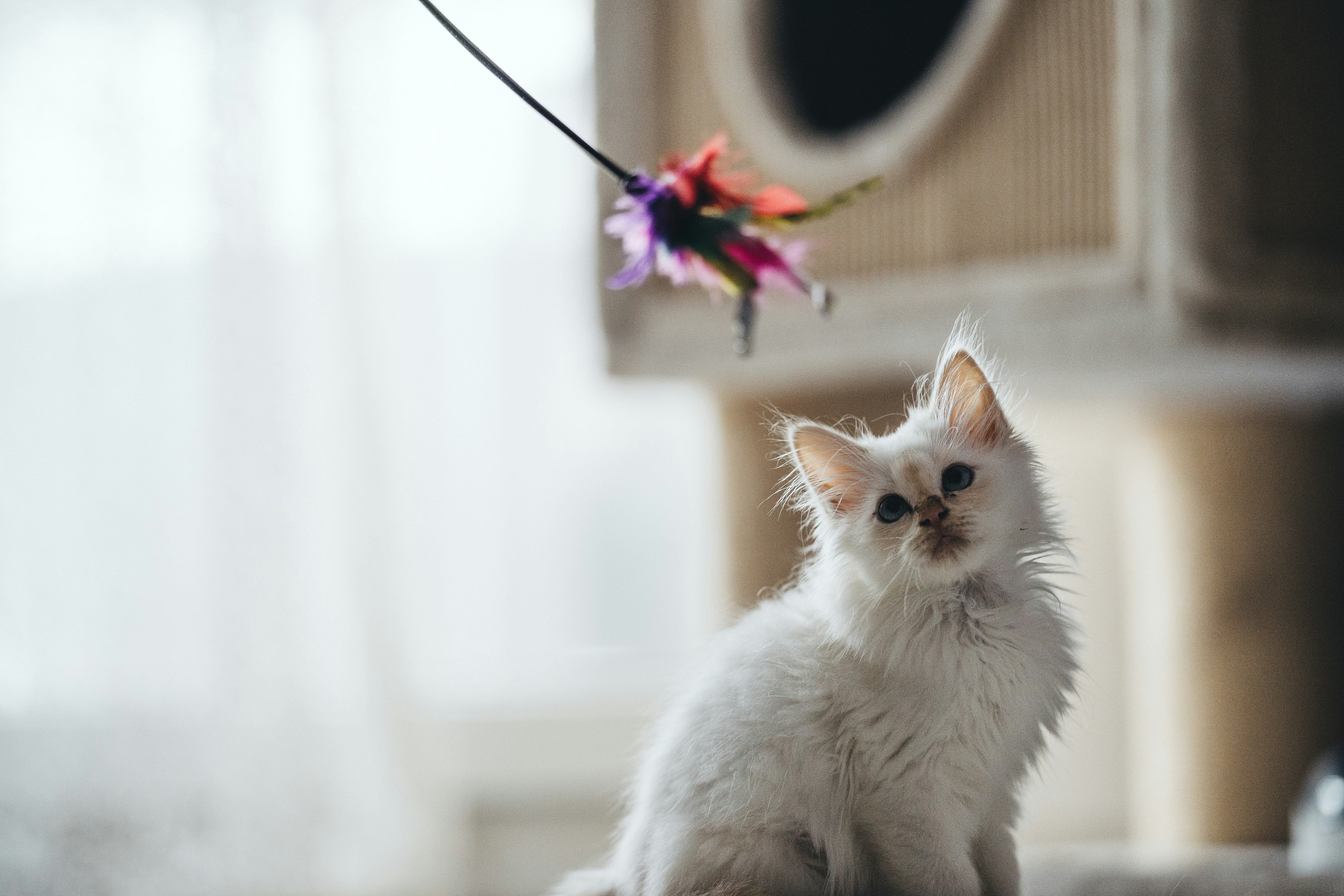 Catnip & Feather Toys