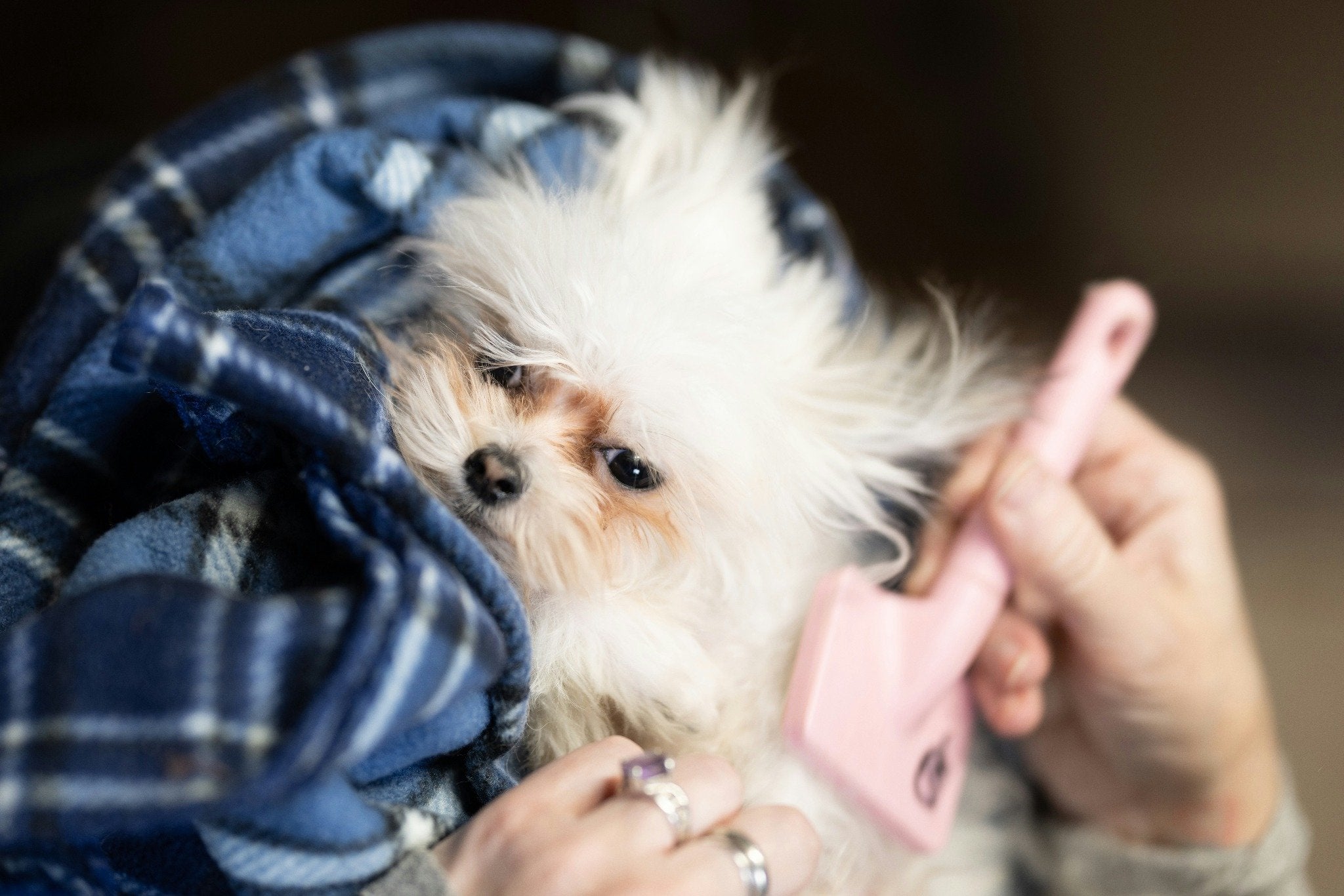 Brushing & Deshedding