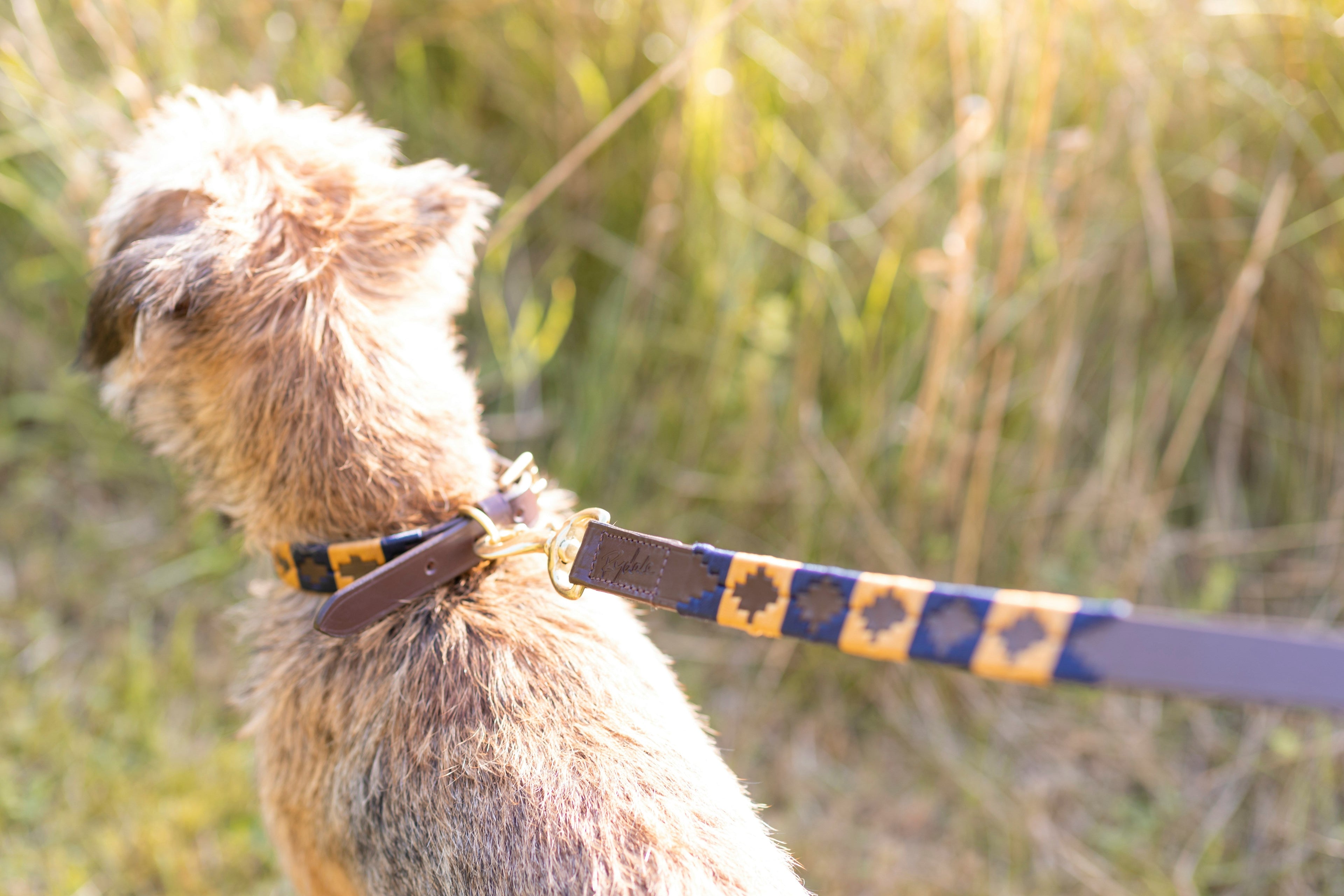Collars & Leashes