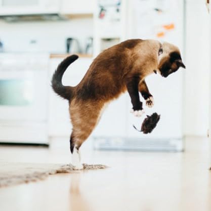 P.L.A.Y. Cute Plush Cat Toys - Feline Frenzy Animal Critter Themed Catnip Filled Toy, Great for Adult Cats and Kittens - Machine Washable, Recycled Materials, Crinkles (Catch a Meowse, Set of 2)-Mewly Pet