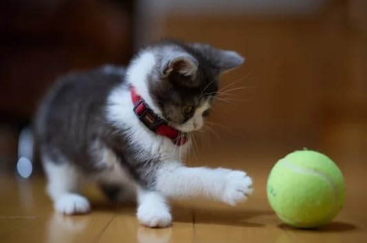 Bio Pet Active Kitten Milk Replacer - Easy-to-Digest Milk Powder with Vitamins, Minerals and Taurine for Kittens and Mothers, 7.05 oz-Mewly Pet