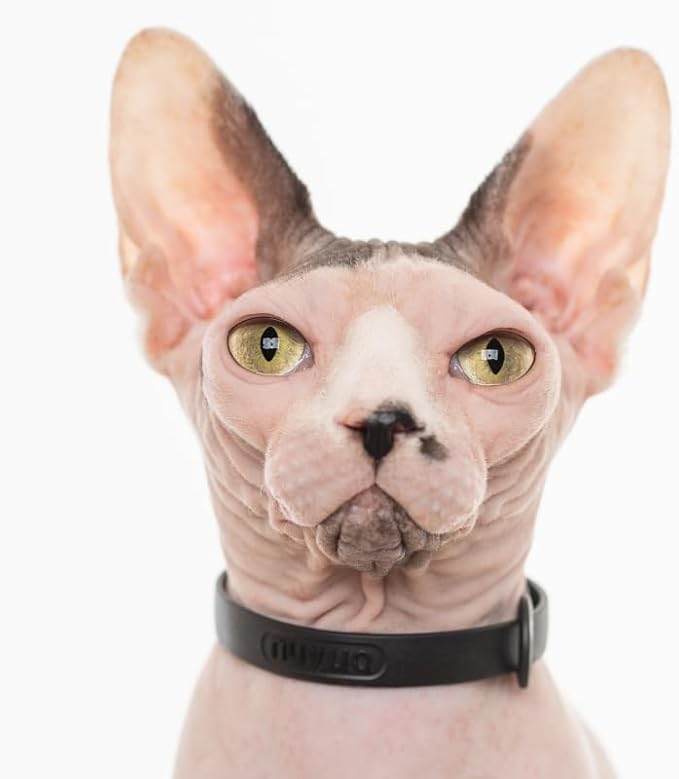 Black Cat Collar - Soft, Comfortable, and Lightweight Breakaway Collar with Name Tag Ring for Outdoor Cats and Sensitive Skin Pets by Nuvuq (6 ⅞" to 10 ¼", Black)-Mewly Pet