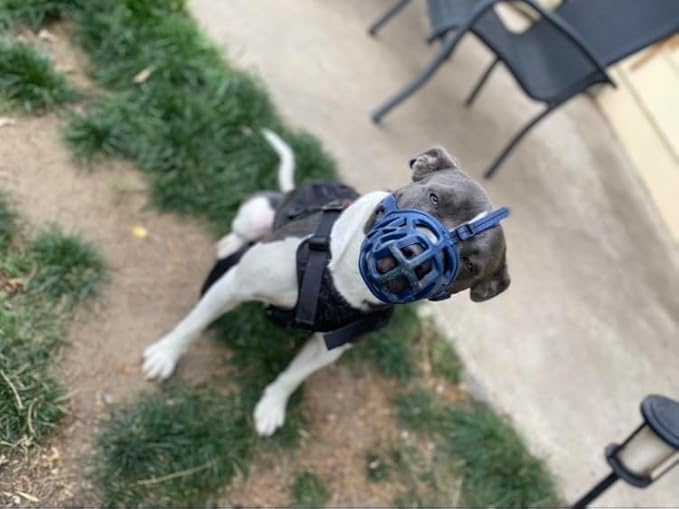 Mayerzon Dog Muzzle, Breathable Basket Muzzles for Small, Medium, Large and X-Large Aggressive Dogs Beagle German Shepherd Doberman, Cage Mouth Guard Stop Biting Chewing for Grooming Training-Mewly Pet