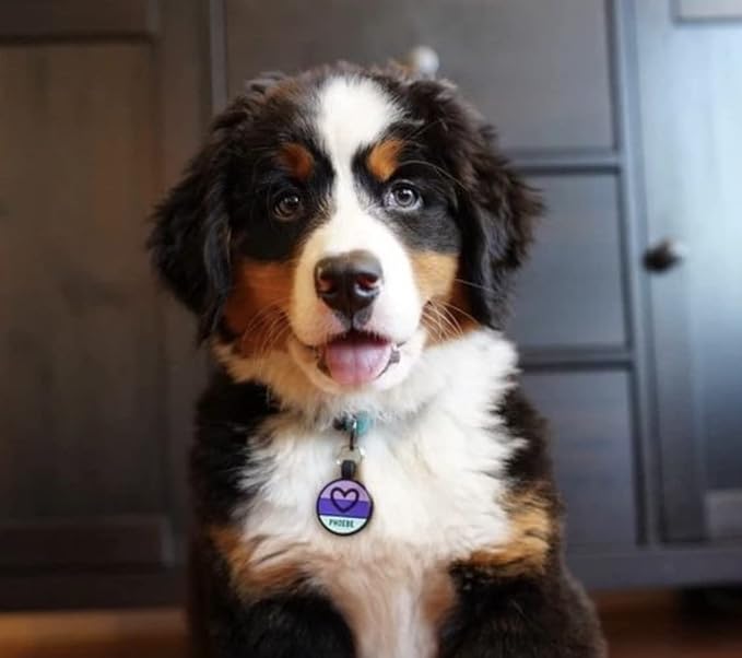 LYP - Our Original Soundless Pet ID Tag - Largest Line of Silicone Dog Tags - No More Jingling Dog Tags -Durable - Never Fades - Customized Deep Engraved Silicone (Heart - Purple)-Mewly Pet