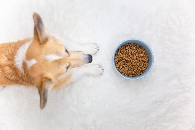 Waggo Ripple Ceramic Dog Bowl for Medium and Large Breeds - Modern with Matte Finish, Heavyweight Durable Pet Food and Water Dish Crock, Dishwasher Safe(Medium, Rose)-Mewly Pet