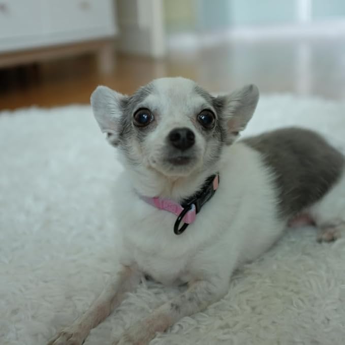 HILLBERRY Dog Collar and Leash Set Adjustable Rainbow Pink Purple Blue Puppy Pet Essentials and Supplies - Size XS-Mewly Pet