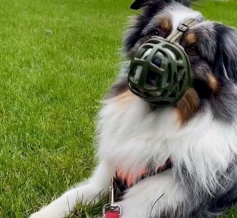 Mayerzon Dog Muzzle, Breathable Basket Muzzles for Small, Medium, Large and X-Large Aggressive Dogs Beagle German Shepherd Doberman, Cage Mouth Guard Stop Biting Chewing for Grooming Training-Mewly Pet
