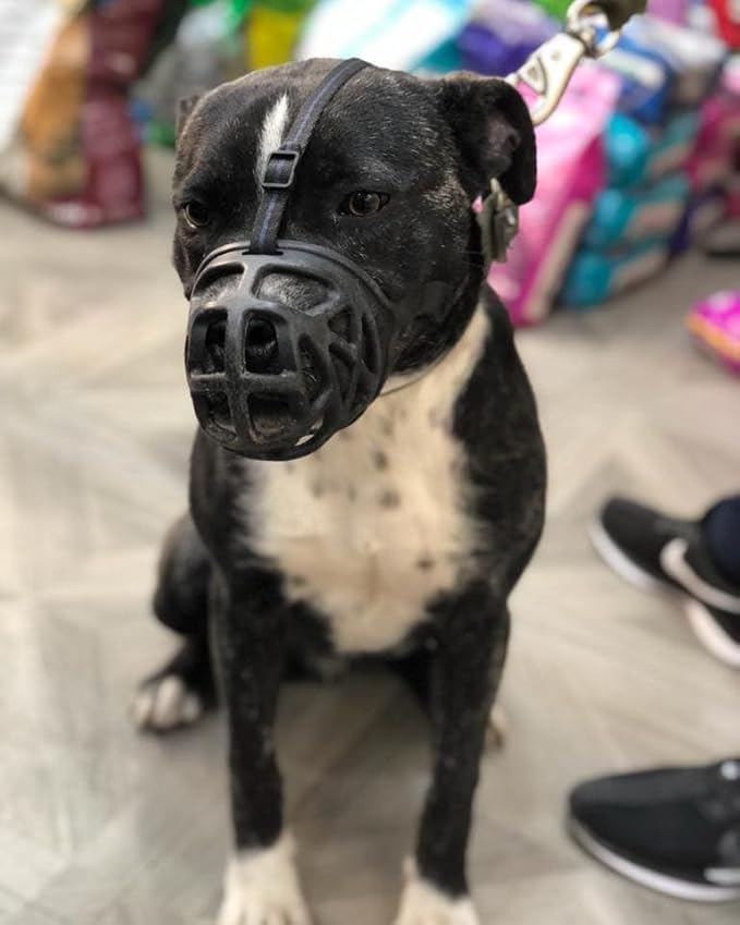 Mayerzon Dog Muzzle, Breathable Basket Muzzles for Small, Medium, Large and X-Large Aggressive Dogs Beagle German Shepherd Doberman, Cage Mouth Guard Stop Biting Chewing for Grooming Training-Mewly Pet