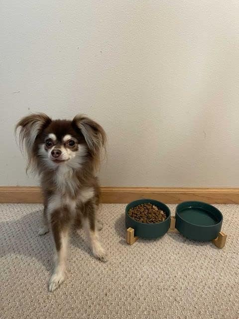 SPUNKYJUNKY Ceramic Dog and Cat Bowl with Wood Stand Non-Slip Matte Glaze Weighted Food Water Set for Cats &Small Dogs 13.5 OZ Green-Mewly Pet