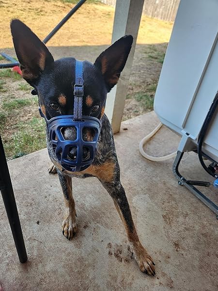 Mayerzon Dog Muzzle, Breathable Basket Muzzles for Small, Medium, Large and X-Large Aggressive Dogs Beagle German Shepherd Doberman, Cage Mouth Guard Stop Biting Chewing for Grooming Training-Mewly Pet