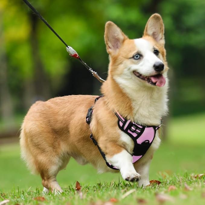 rabbitgoo Dog Harness No Pull with 2 Leash Clips, Adjustable Soft Padded, Reflective Oxford No Choke Pet Vest with Easy Control Handle for Medium Sized Dogs, Pink, M-Mewly Pet