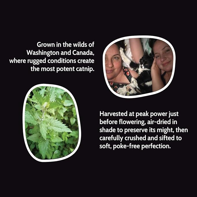 Fiend Catnip + Silvervine for Cats & Kittens Safety-Cut Premium Fine Cat Nip Blend with Vegan Silvervine + Sticker – Ultra Potent, North American – 1 Cup (34.5g) Go Ahead, Create a Monster!-Mewly Pet