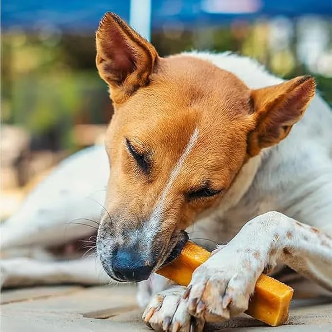 Dogsee Original Himalayan Yak Chews for Dogs (Medium - 2 Bars) | 100% Natural | Dog Treats Healthy | No Grain, No Gluten | for Teeth Cleaning-Mewly Pet