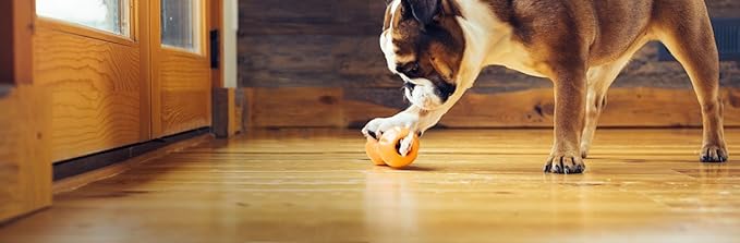 West Paw Zogoflex Qwizl Interactive Treat Dispensing Dog Puzzle Treat Toy for Dogs, 100% Guaranteed Tough, It Floats!, Made in USA, Large, Tangerine-Mewly Pet