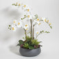 CG Hunter Faux Orchid Plant w/Succulents, Premium Artificial Indoor Flower Display Stands 24” w/Beautiful Sculptural Blooms and Succulents That Lasts Forever, Grey Planter Pot Included