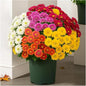 Artificial Mums for Outdoors, Faux Sunset Mum Flowers Planters for Indoor Outside Decor, Fake Look Real, Vibrant, UV Resistant, Waterproof, Windproof (1Mix, 5 Bundle)