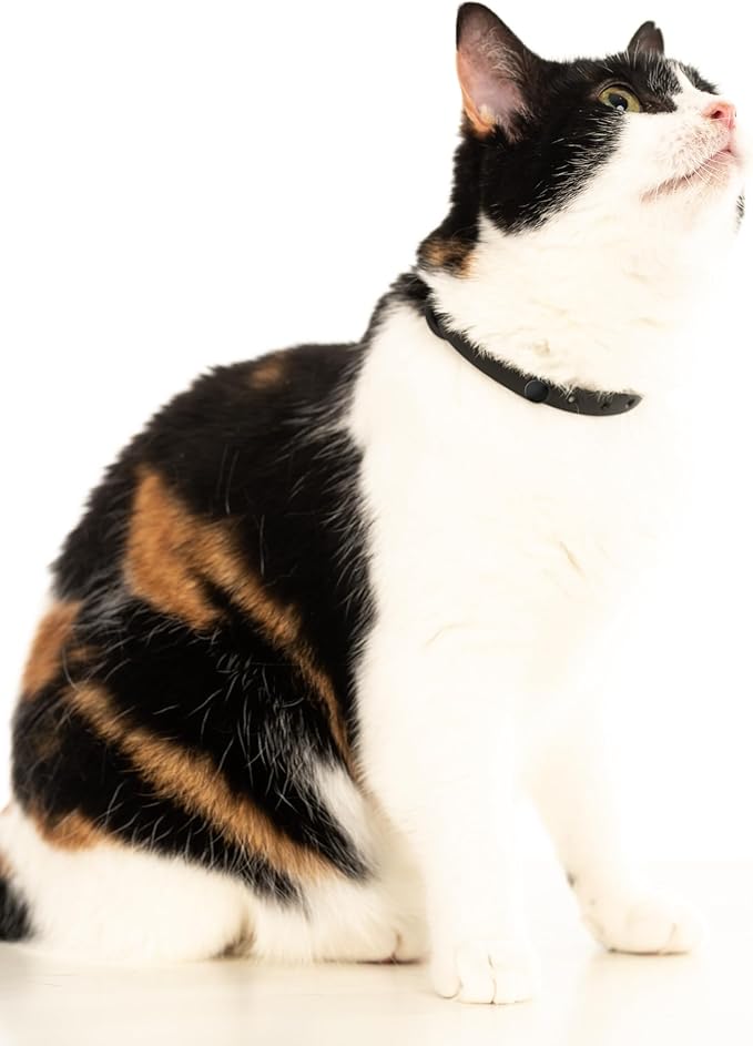 Black Cat Collar - Soft, Comfortable, and Lightweight Breakaway Collar with Name Tag Ring for Outdoor Cats and Sensitive Skin Pets by Nuvuq (6 ⅞" to 10 ¼", Black)-Mewly Pet