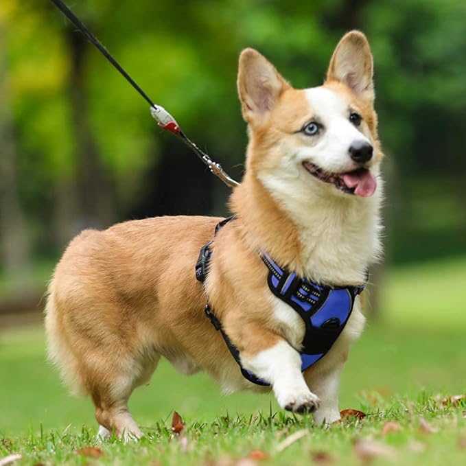 rabbitgoo Dog Harness No Pull with 2 Leash Clips, Adjustable Soft Padded, Reflective Oxford No Choke Pet Vest with Easy Control Handle for Medium Sized Dogs, Dazzling Blue, M-Mewly Pet