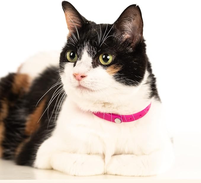 5 Pack Breakaway Cat Collar - Soft, Comfortable, and Lightweight Safety Buckle Collar with ID Tag Ring for Outdoor Cats and Kittens by Nuvuq (6 ⅞" to 10 ¼", Red, Orange, Pink, Blue and Black)-Mewly Pet