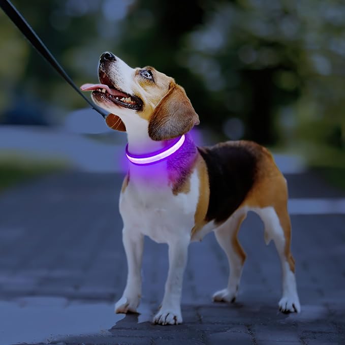 PcEoTllar Light up Dog Collar for Night Walking - LED Dog Collar Light Rechargeable Color Changing, Glow in The Dark Dog Collars Waterproof Glowing Dog Collars for Large Small Medium Dogs, Purple S-Mewly Pet