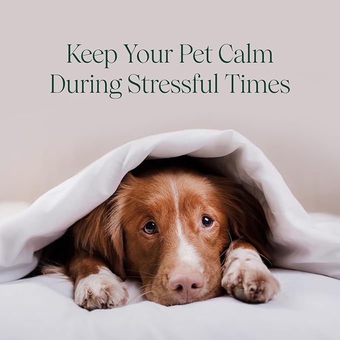 pawTree Chillax - Natural Calming Hemp Chews. Veterinarian-Developed Formula Helps Relieve Stress and Tension, Separation Anxiety and Soothe Fear from Storms - Large Soft Chews for Dogs (60 Count)-Mewly Pet