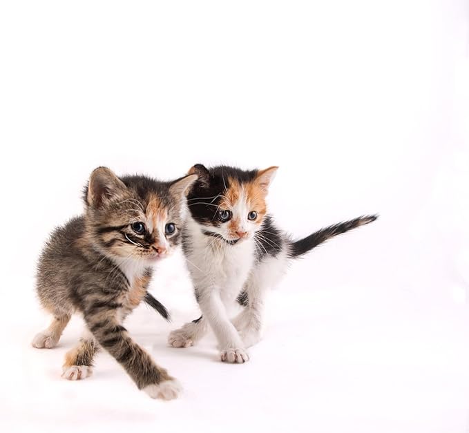 Hartz Powdered Kitten Milk Replacer Formula - 11Oz-Mewly Pet