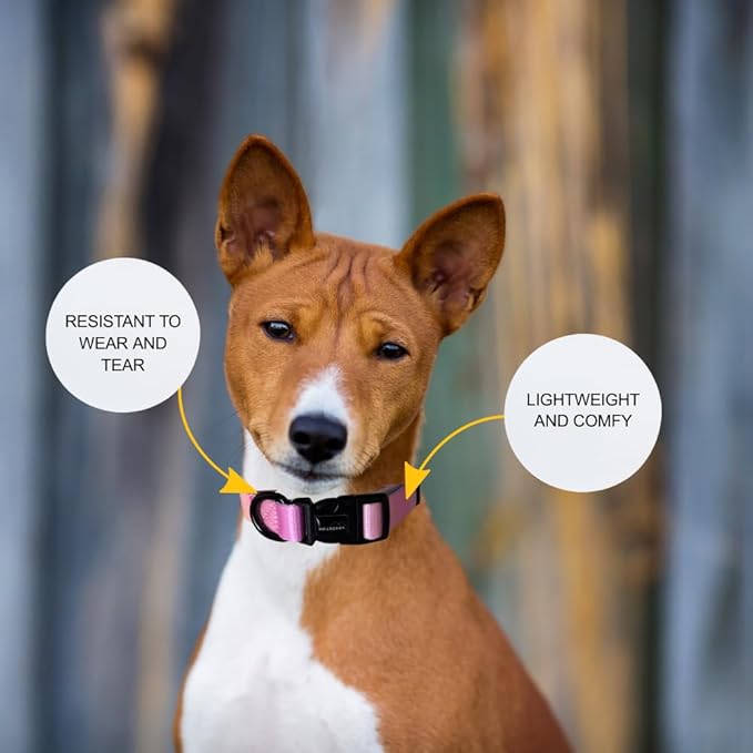 HILLBERRY Dog Collar and Leash Set Adjustable Rainbow Pink Purple Blue Puppy Pet Essentials and Supplies - Size XS-Mewly Pet