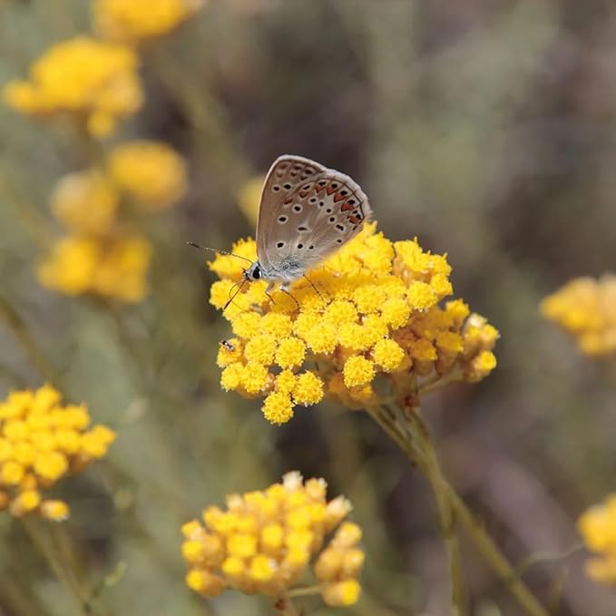 Aromatics International Helichrysum Hydrosol 100ml | Aromatic Mist for Space Refreshing-Mewly Pet