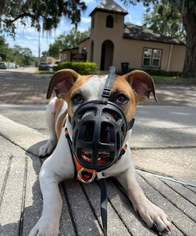 Mayerzon Dog Muzzle, Breathable Basket Muzzles for Small, Medium, Large and X-Large Aggressive Dogs Beagle German Shepherd Doberman, Cage Mouth Guard Stop Biting Chewing for Grooming Training-Mewly Pet