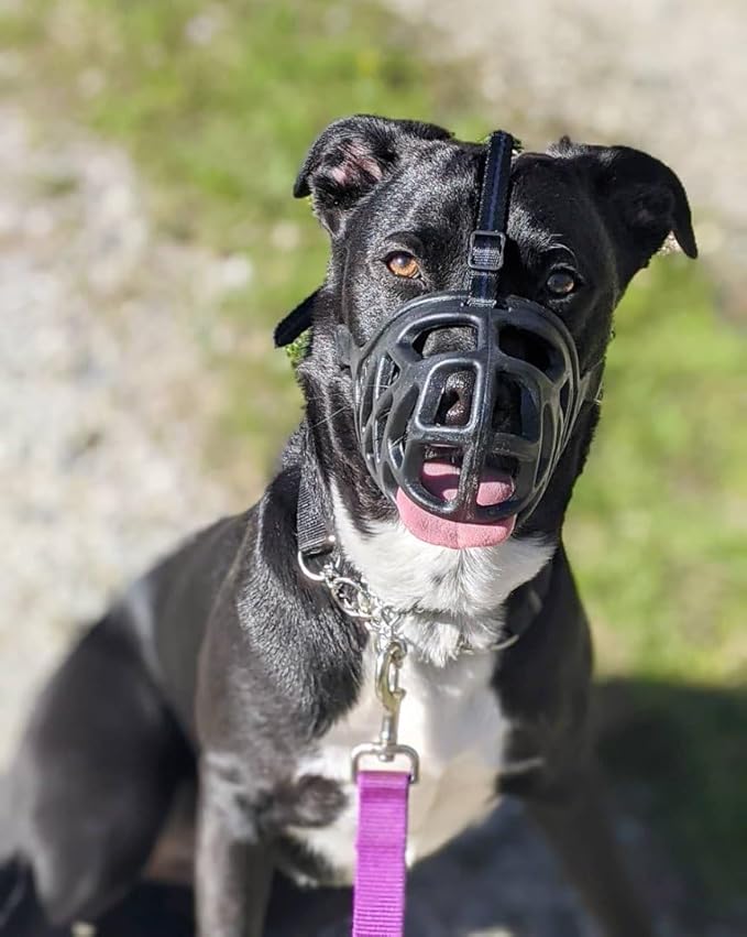 Mayerzon Dog Muzzle, Breathable Basket Muzzles for Small, Medium, Large and X-Large Aggressive Dogs Beagle German Shepherd Doberman, Cage Mouth Guard Stop Biting Chewing for Grooming Training-Mewly Pet