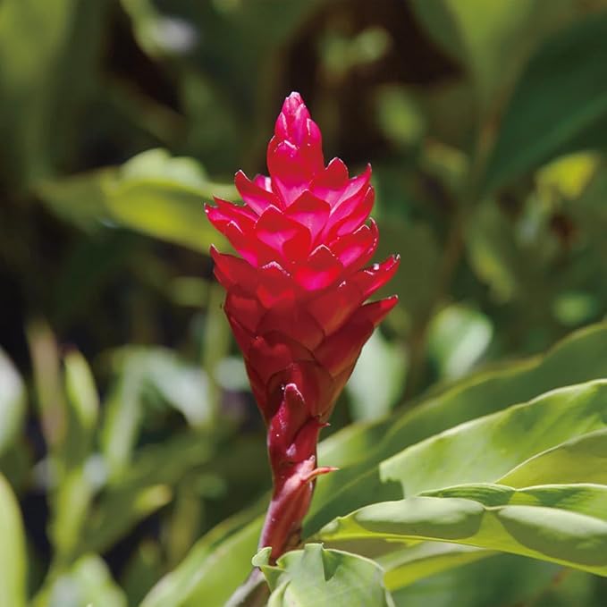 Aromatics International Ginger Hydrosol 100ml | Warm Aromatic Spray for Daily Use-Mewly Pet