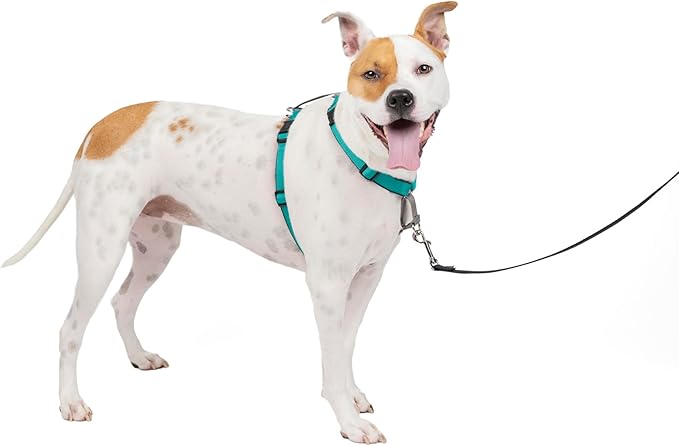 PetSafe 3 in 1 Dog Harness - No Pull Solution for Dogs - Reflective Dog Harness - Front D-Ring Clip Helps Stop Pulling - Comfortable Padded Straps - Top Handle Enhances Control - Teal - Medium-Mewly Pet