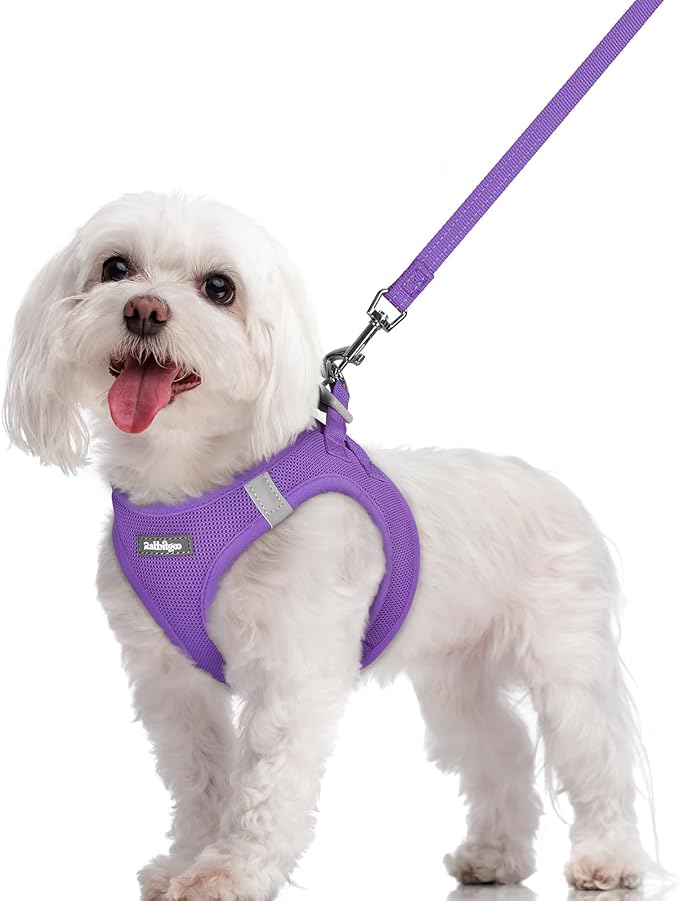 rabbitgoo Dog Harness Small Sized and Leash Set, Step in Soft Light Puppy Vest, Breathable Mesh Pet Harness, Reflective for Safe Outdoor Walking, Purple M-Mewly Pet