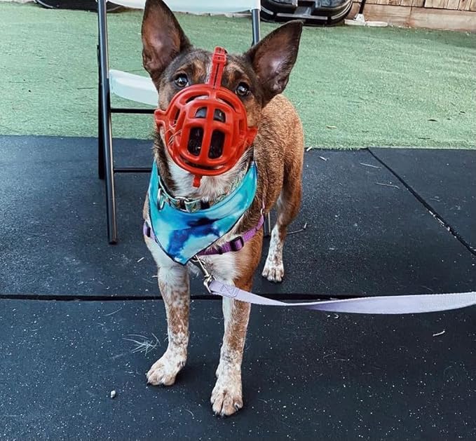 Mayerzon Dog Muzzle, Breathable Basket Muzzles for Small, Medium, Large and X-Large Aggressive Dogs Beagle German Shepherd Doberman, Cage Mouth Guard Stop Biting Chewing for Grooming Training-Mewly Pet