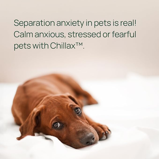 pawTree Chillax - Natural Calming Hemp Chews. Veterinarian-Developed Formula Helps Relieve Stress and Tension, Separation Anxiety and Soothe Fear from Storms - Large Soft Chews for Dogs (60 Count)-Mewly Pet