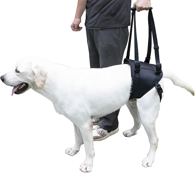 Dog Lift Harness for Dogs with Disabled Arthritis and Weak Back Legs, humanized Design with Comfortable Materials, Adjustable Back Legs and Straps, Suitable for Helping Dogs to Recover and Walk. (L)-Mewly Pet