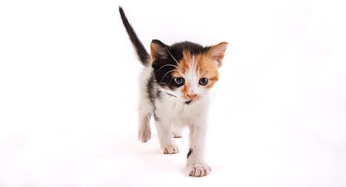 Hartz Powdered Kitten Milk Replacer Formula - 11Oz-Mewly Pet