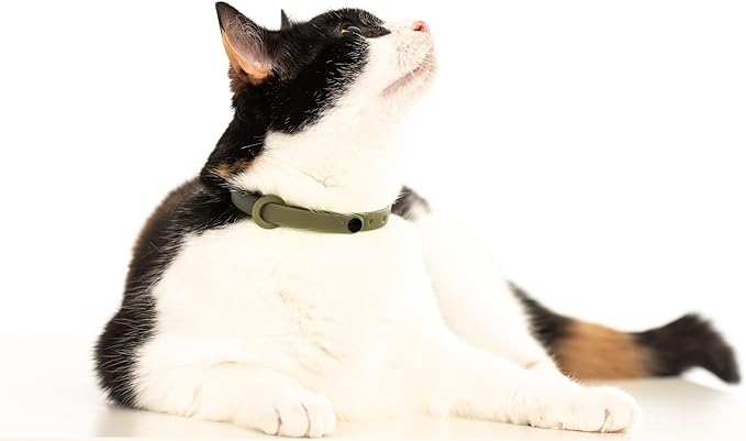 Breakaway Cat Collar - Soft, Comfortable, and Lightweight Safety Buckle Collar with Name Tag Ring for Outdoor Cats and Sensitive Skin Kittens by Nuvuq (6 ⅞" to 10 ¼", Green)-Mewly Pet