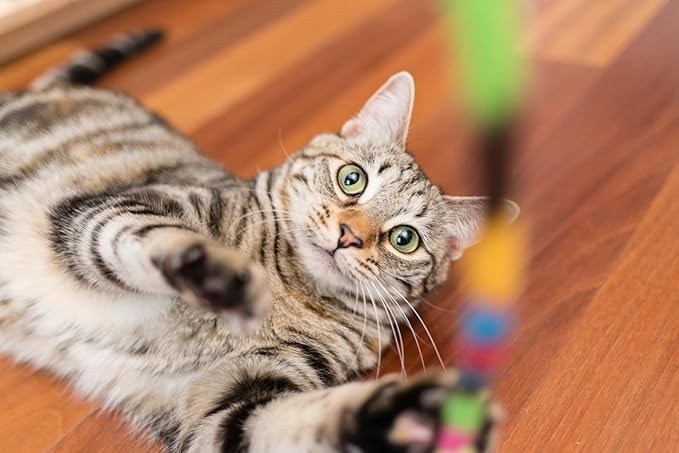 InClover Connectin Natural Hip & Joint Supplement for Dogs with Glucosamine, Chondroitin & Hyaluronic Acid - Powder for Dog Mobility, Comfort & Active Lifestyle Support, 3.oz-Mewly Pet