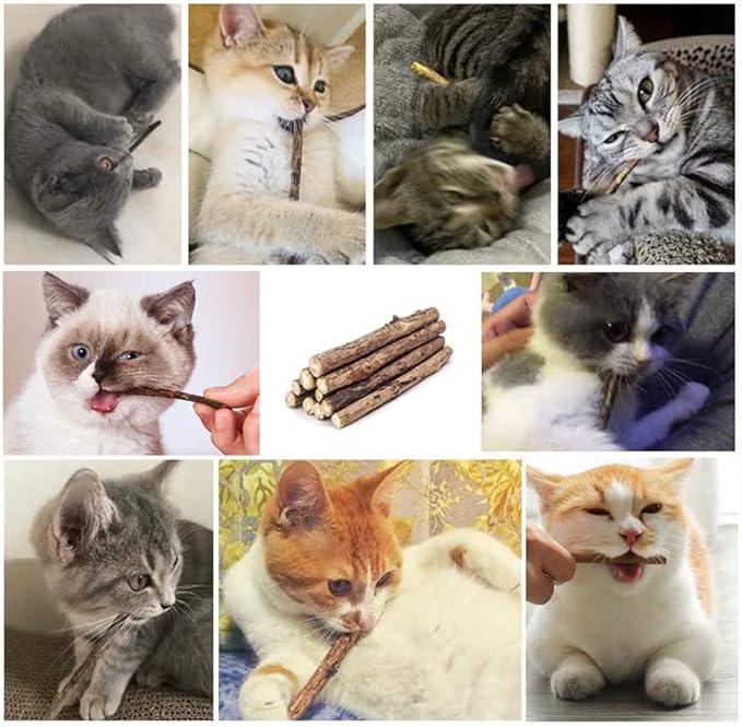 20 PCS Cat Catnip Sticks Natural Matatabi Silvervine Sticks - Cleaning Teeth Molar Tools Kitten Chew Toy Natural Catnip Cats Toy-Mewly Pet
