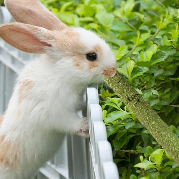 Rabbit Toys 30Pcs 3 Flavours for Teeth Grinding - Chew Toys for Hamsters, Guinea Pigs, Chinchillas-Mewly Pet