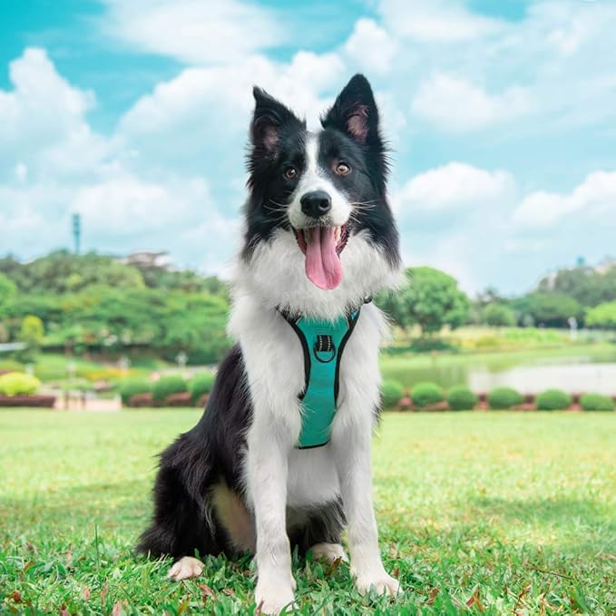 PoyPet No Pull Dog Harness, Reflective Comfortable Vest Harness with Front & Back 2 Leash Attachments and Easy Control Handle Adjustable Soft Padded Pet Vest for Small to Large Dogs (Mint Blue,L)-Mewly Pet